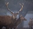 The elk forest