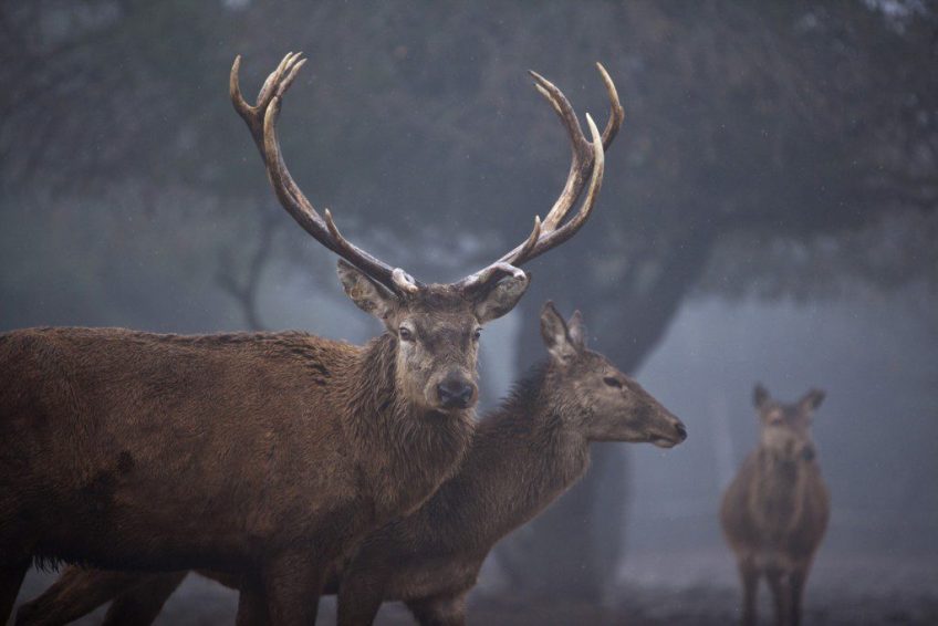 The elk forest