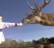 The elk forest