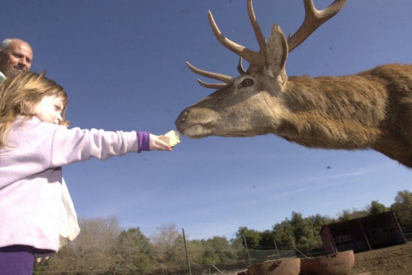 The elk forest