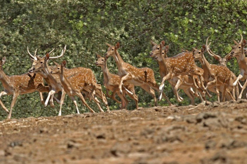 The elk forest