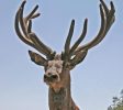 The elk forest
