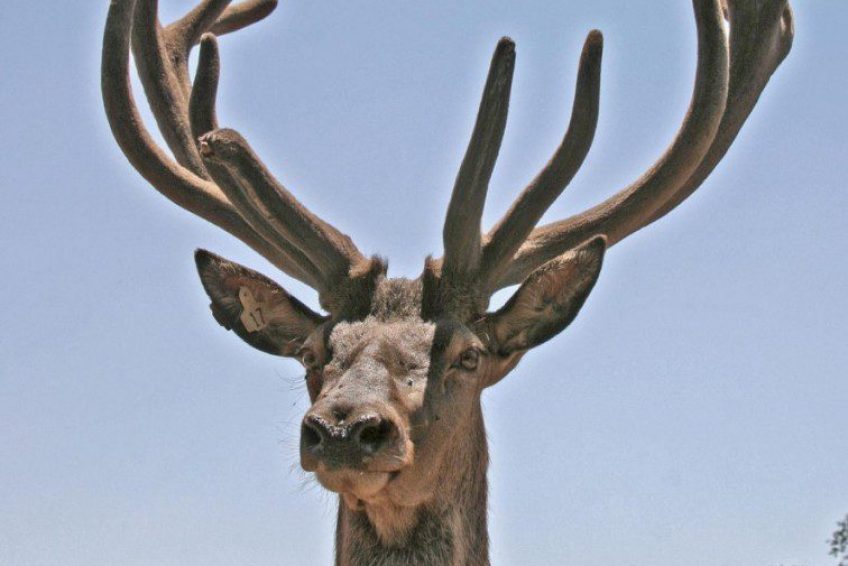 The elk forest