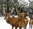 The elk forest