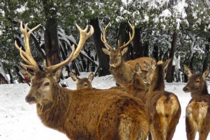 The elk forest